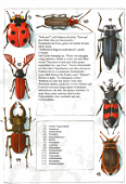 Naturbuch Käfer Großansicht